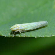 Image of Dikraneura (Dikraneura) angustata Ball & De Long 1925