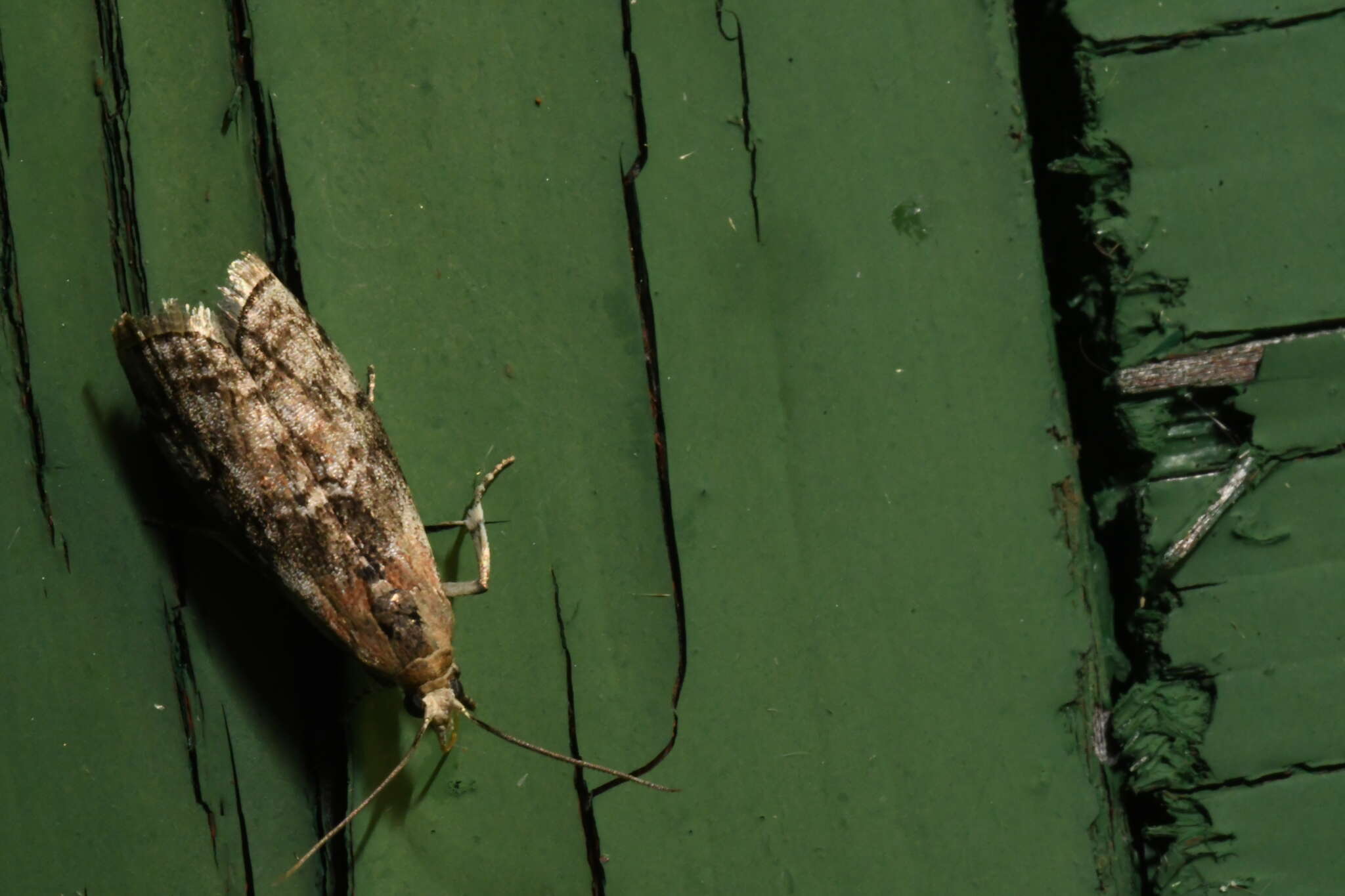 Glyptocera resmi