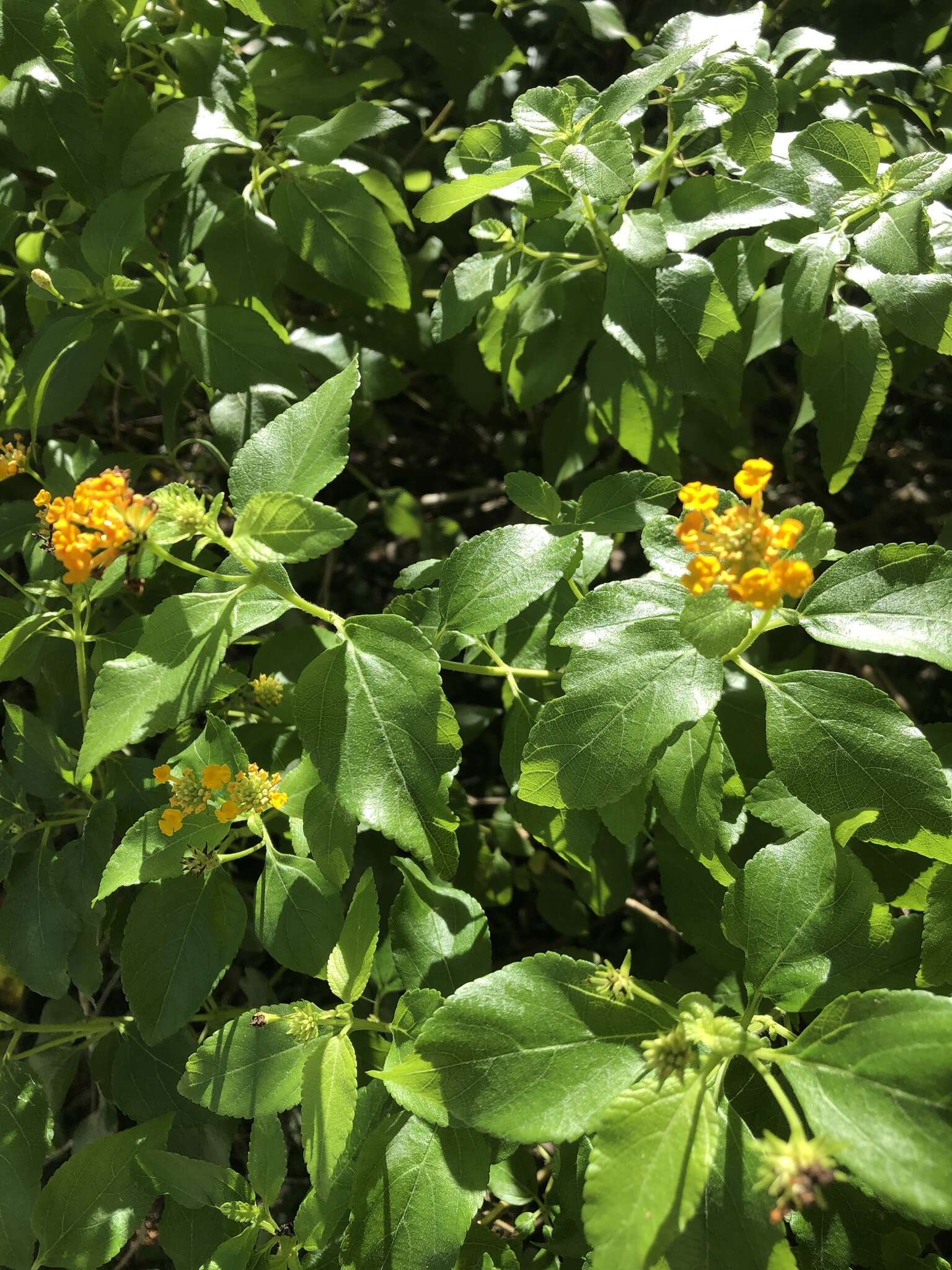 Image of Florida shrubverbena