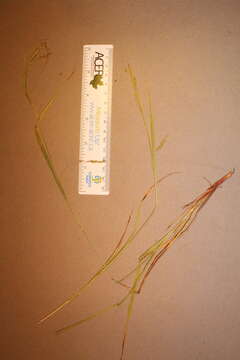 Imagem de Carex debilis Michx.