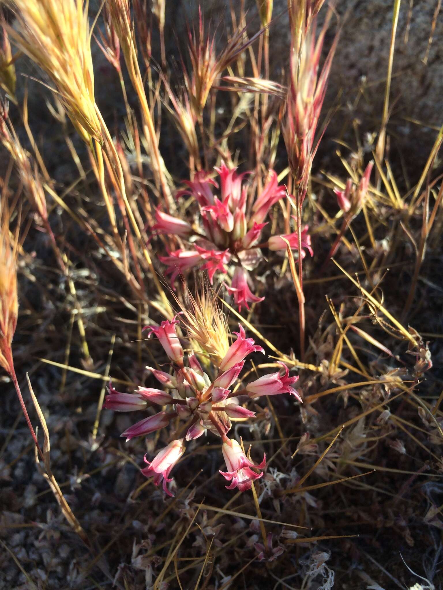 Image of Parish's onion