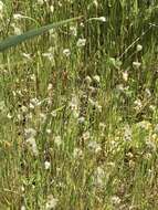 Image of Plantago erecta var. erecta