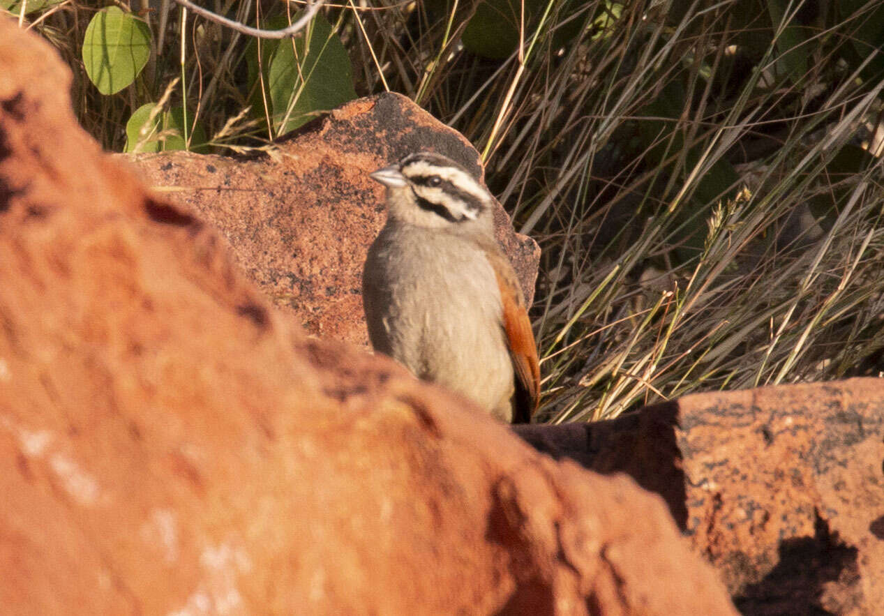 Image of Cape Bunting