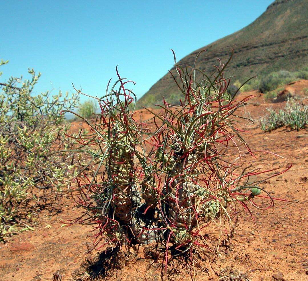 Image of Euphorbia hallii R. A. Dyer