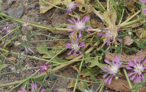 Image of North African knapweed