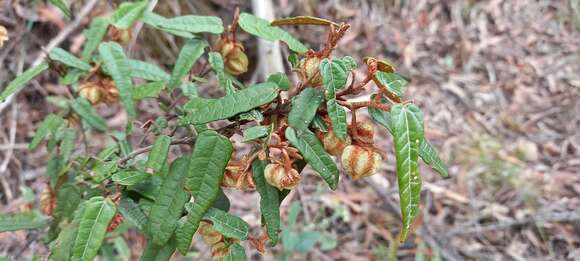 Imagem de Lasiopetalum ferrugineum var. cordatum Benth.