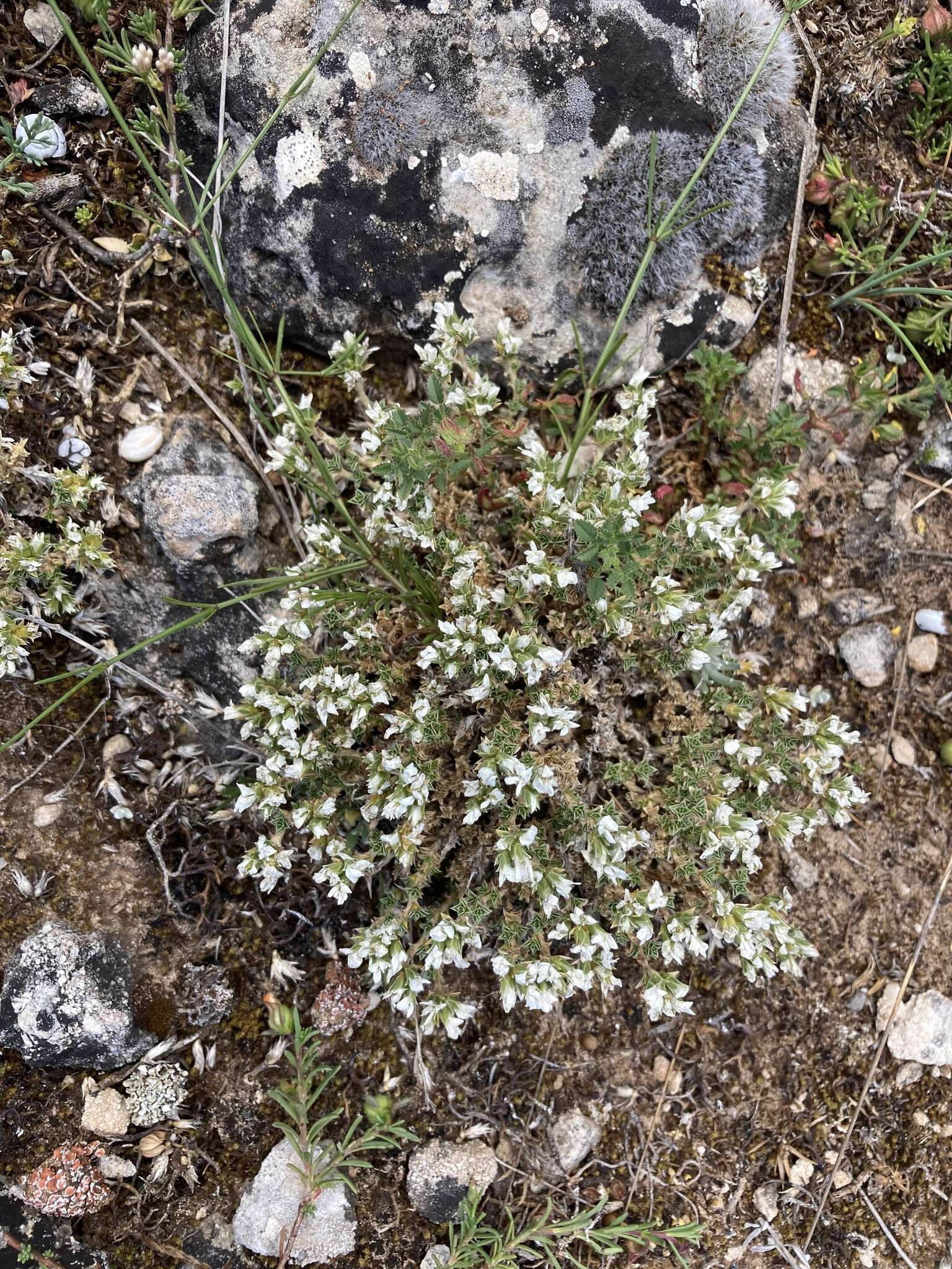 Image of Arenaria erinacea Boiss.