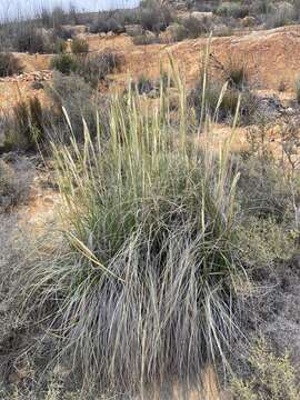 Image of Capeochloa arundinacea (P. J. Bergius) N. P. Barker & H. P. Linder