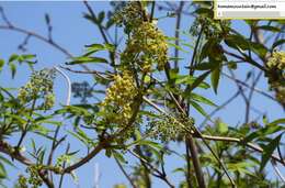 Image of Sambucus williamsii Hance