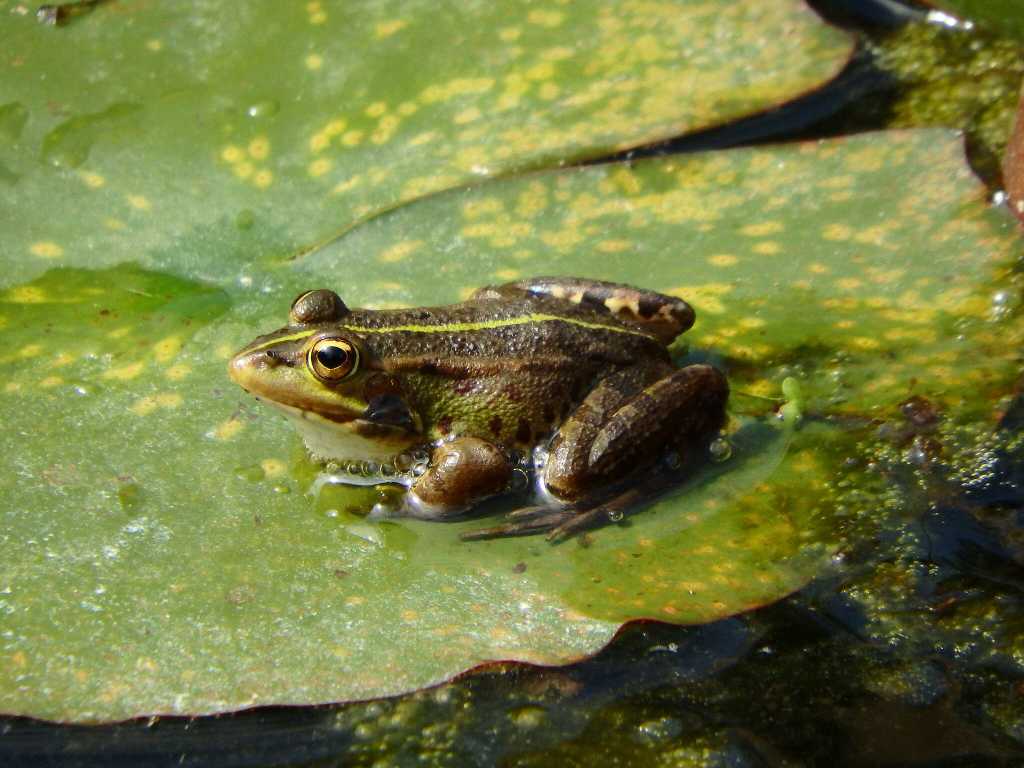 Image of Perez's Frog