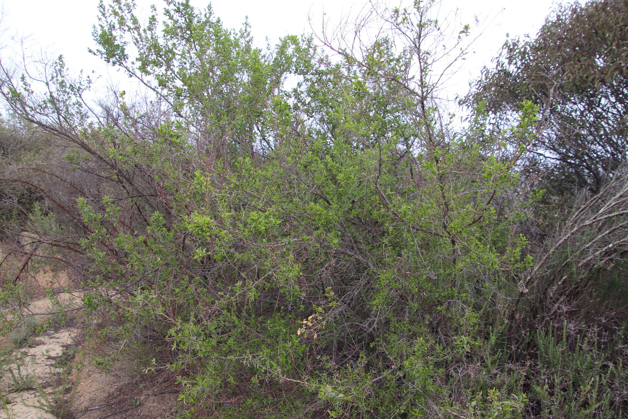 Imagem de Ceanothus cyaneus Eastwood