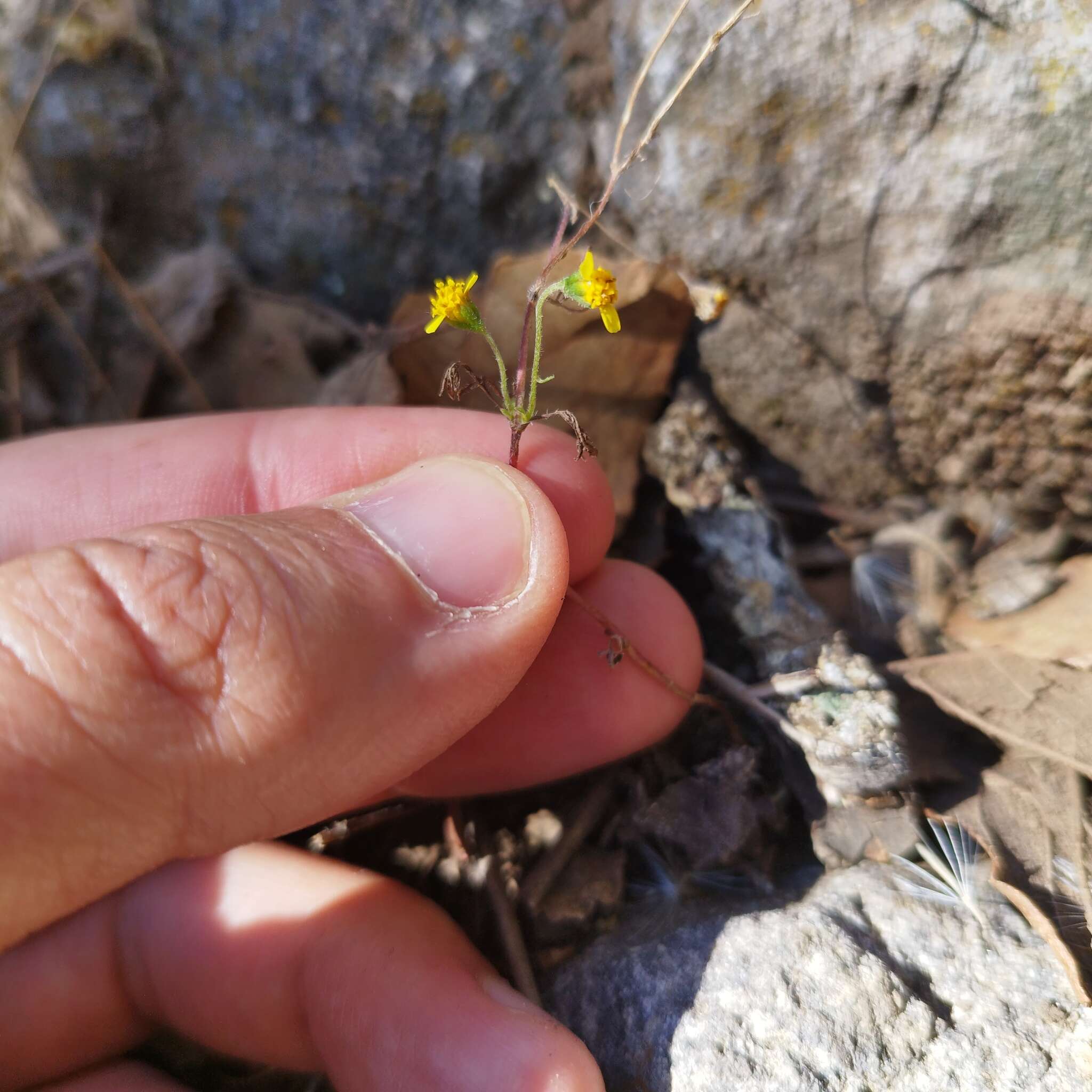 Image of Schkuhria schkuhrioides (Link & Otto) Thell.