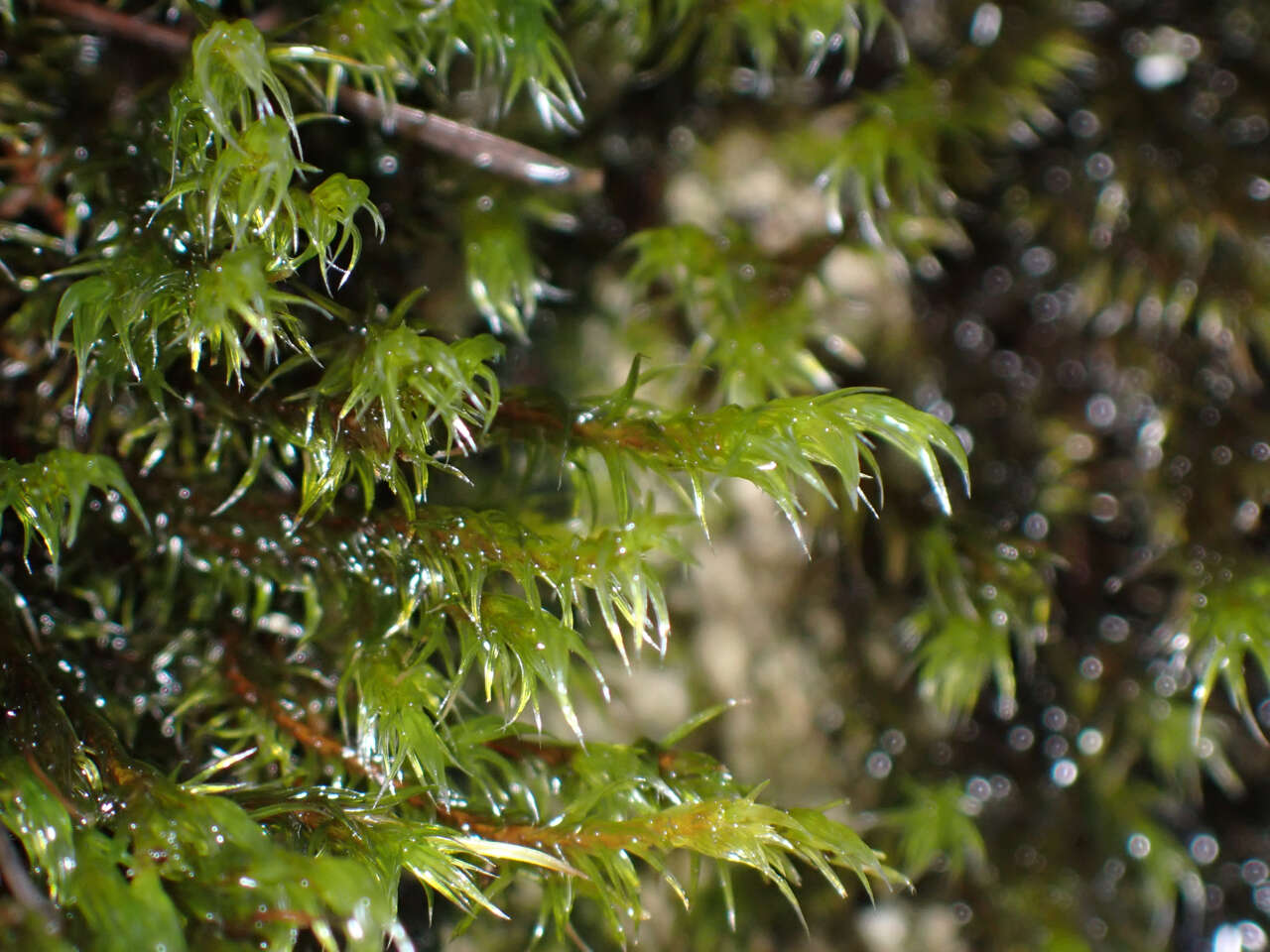 Image of Lawton's racomitrium moss