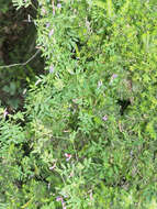 Image of Vicia cretica Boiss. & Heldr.