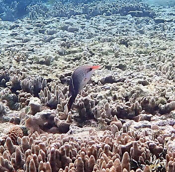 Image of Bird wrasse