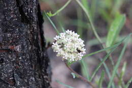 Image of Michaux's Milkweed
