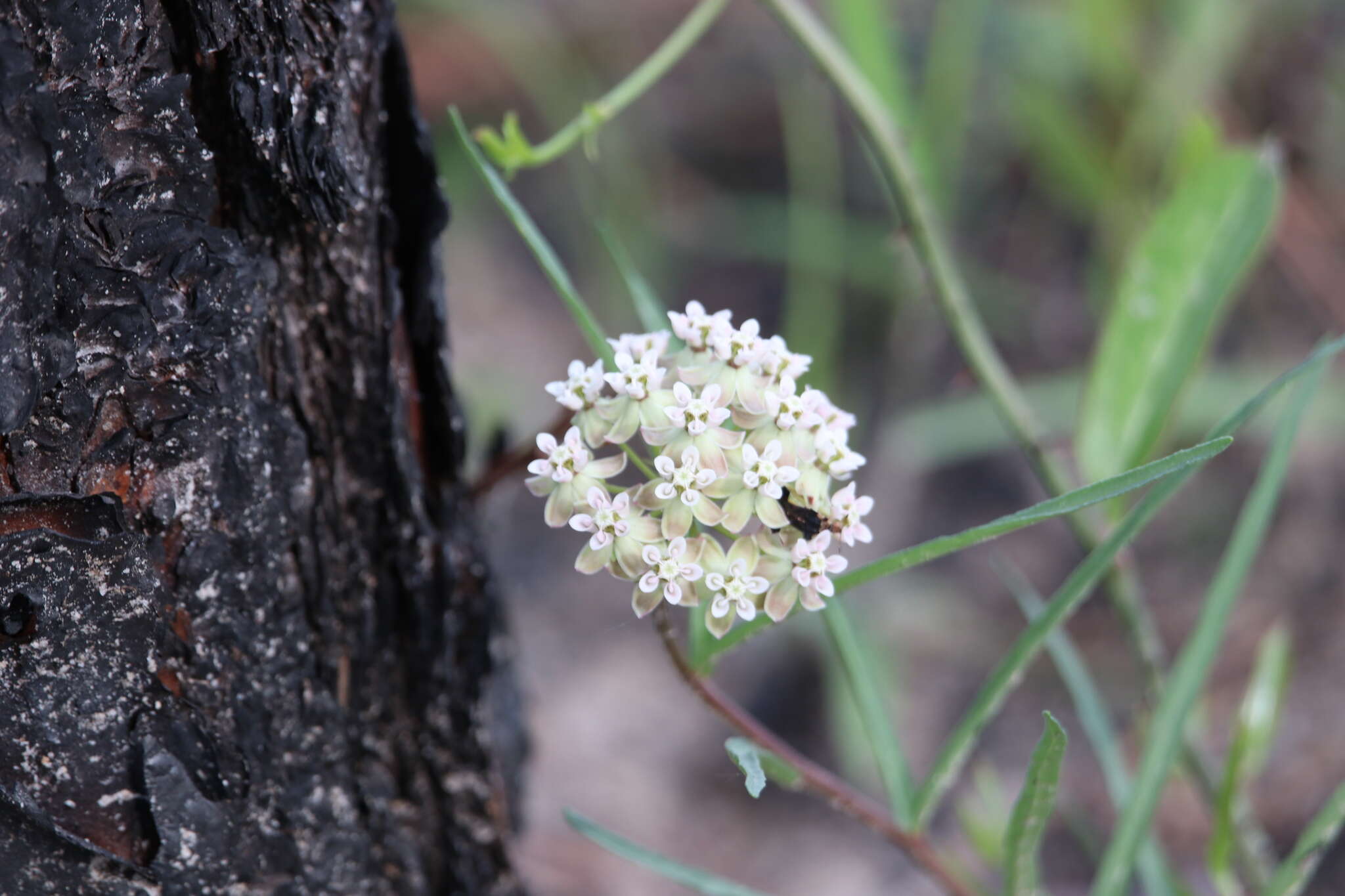 Image of Michaux's Milkweed