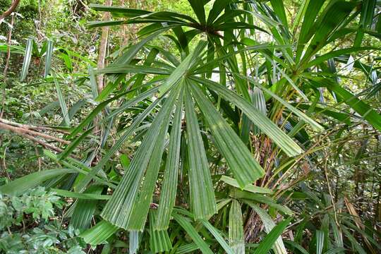 Image of Mangrove fan palm