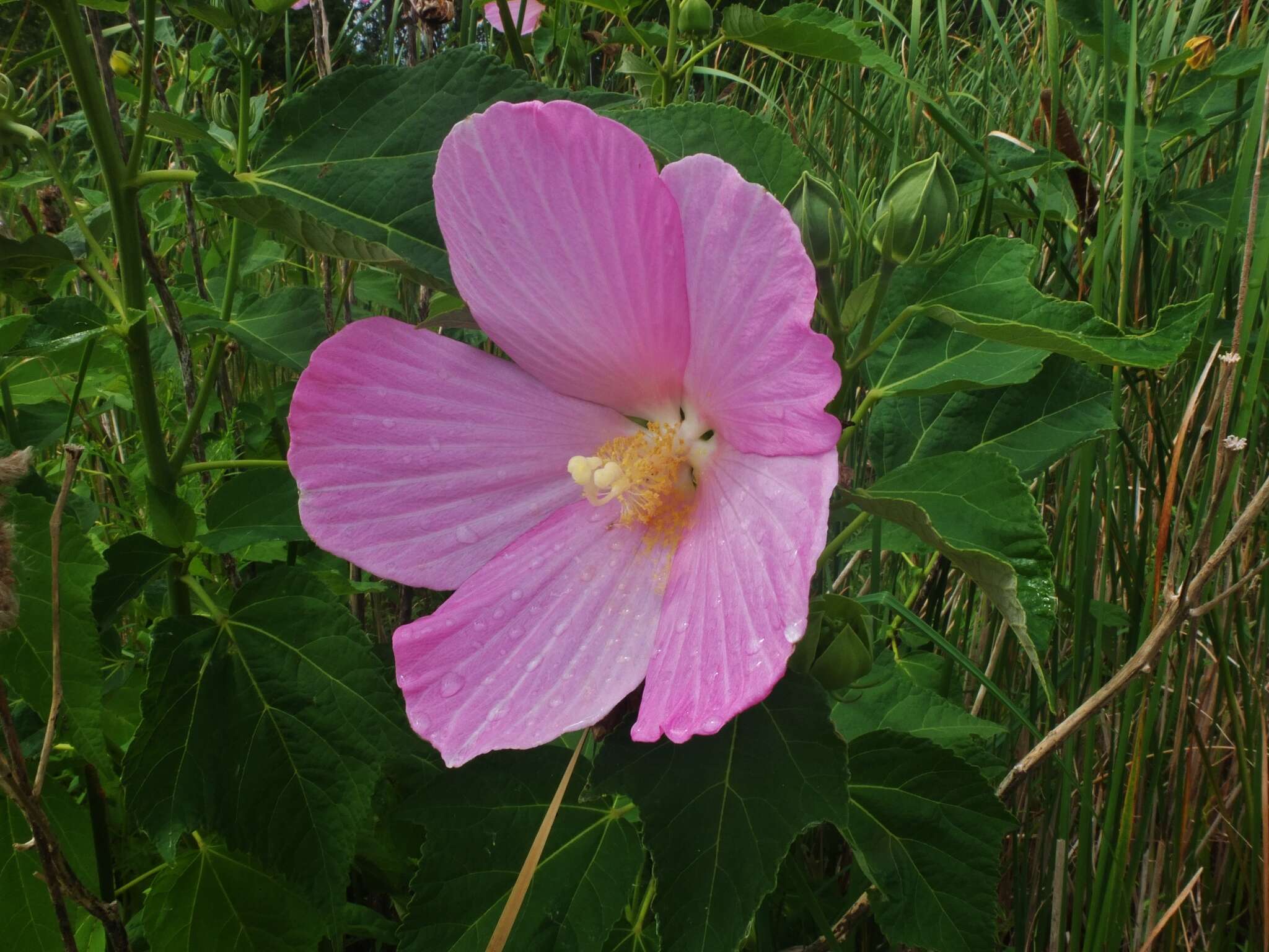 Sivun Jättihibiskus kuva