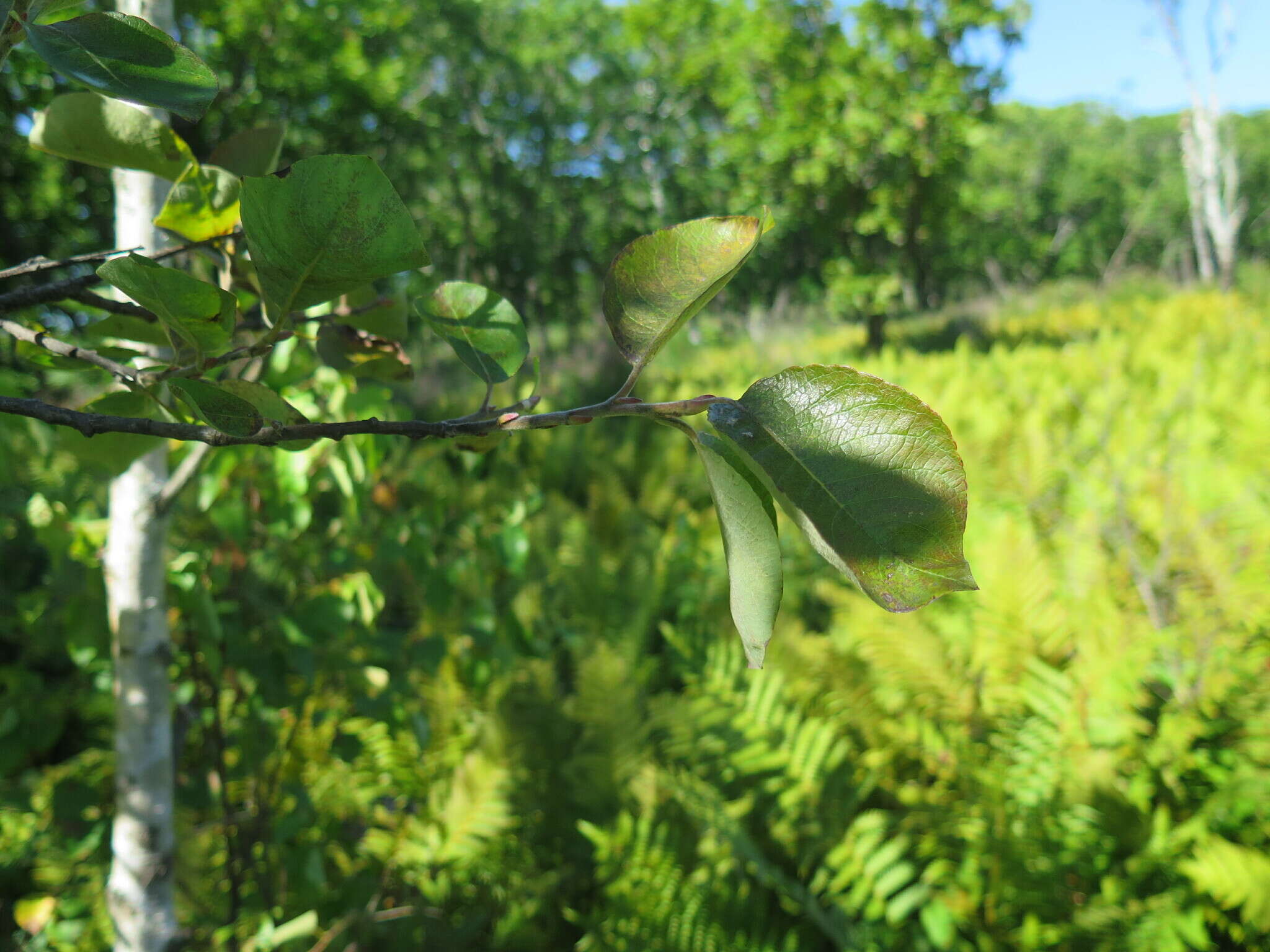 Image of Salix abscondita Lackschew.