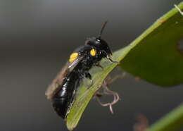 Image of Hylaeus nubilosus (Smith 1853)