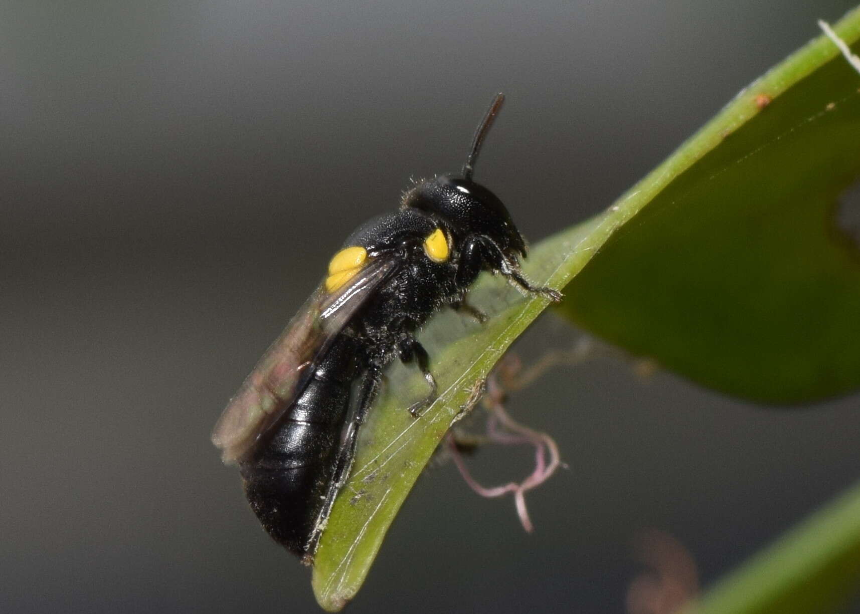 Imagem de Hylaeus nubilosus (Smith 1853)