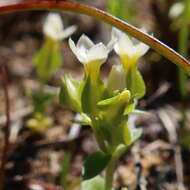 Image de Sebaea minutiflora Schinz