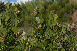 Слика од Arbutus andrachnoides Link