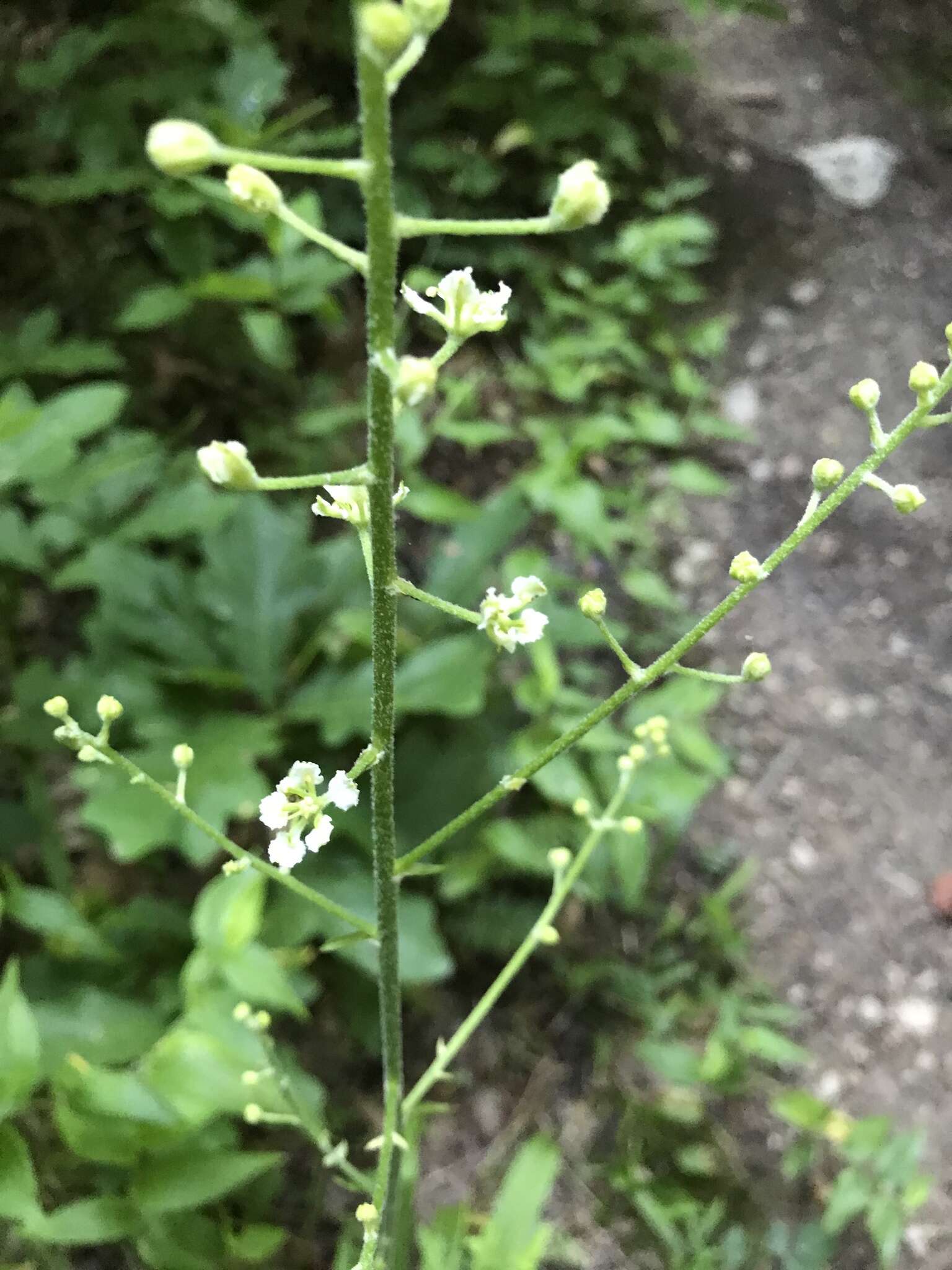 Sivun Veratrum hybridum (Walter) J. H. Zimmerman ex Zomlefer kuva