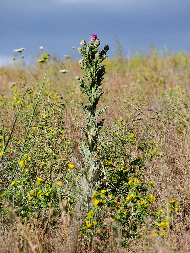 Image of Moor's Cotton Thistle