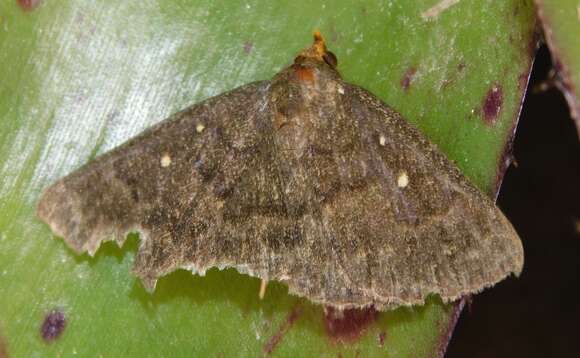 Calesia xanthognatha Hampson 1926 resmi