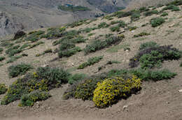 Plancia ëd Caragana gerardiana Benth.