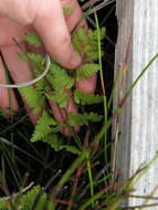 Image of Thelypteris confluens (Thunb.) C. V. Morton