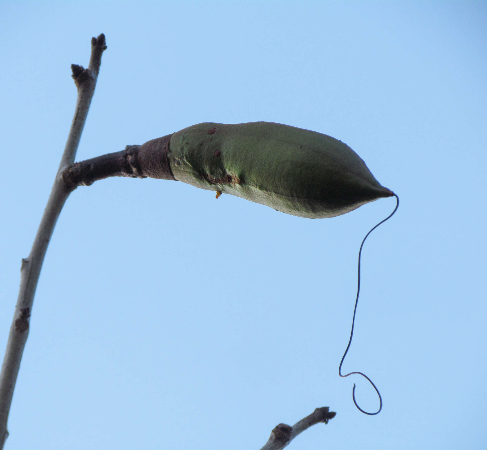 Imagem de Pseudobombax parvifolium Carv.-Sobr. & L. P. Queiroz