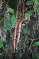 Image of Oaxacan Coral Snake