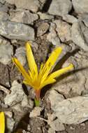 Image of Colchicum luteum Baker