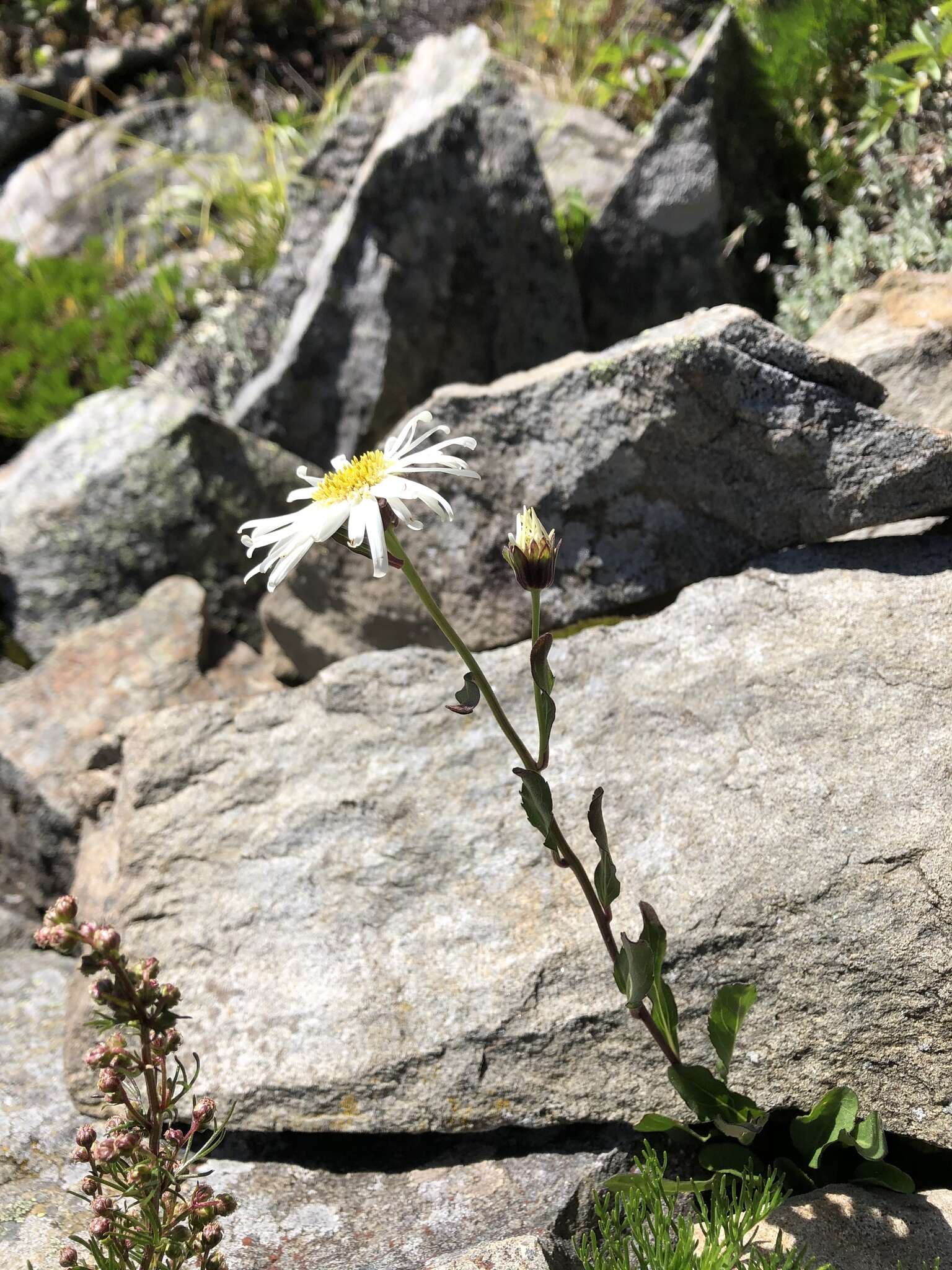 Image of Aster takasagomontanus Sasaki