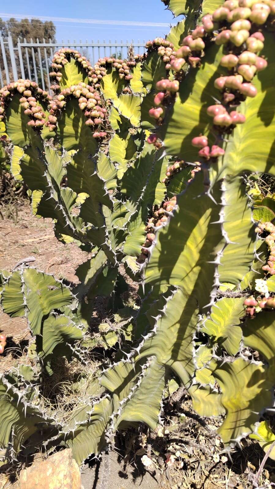 Euphorbia grandialata R. A. Dyer resmi