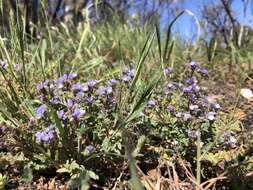 Imagem de Phacelia breweri A. Gray