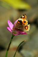 Слика од Junonia orithya minagara Fruhstorfer 1904