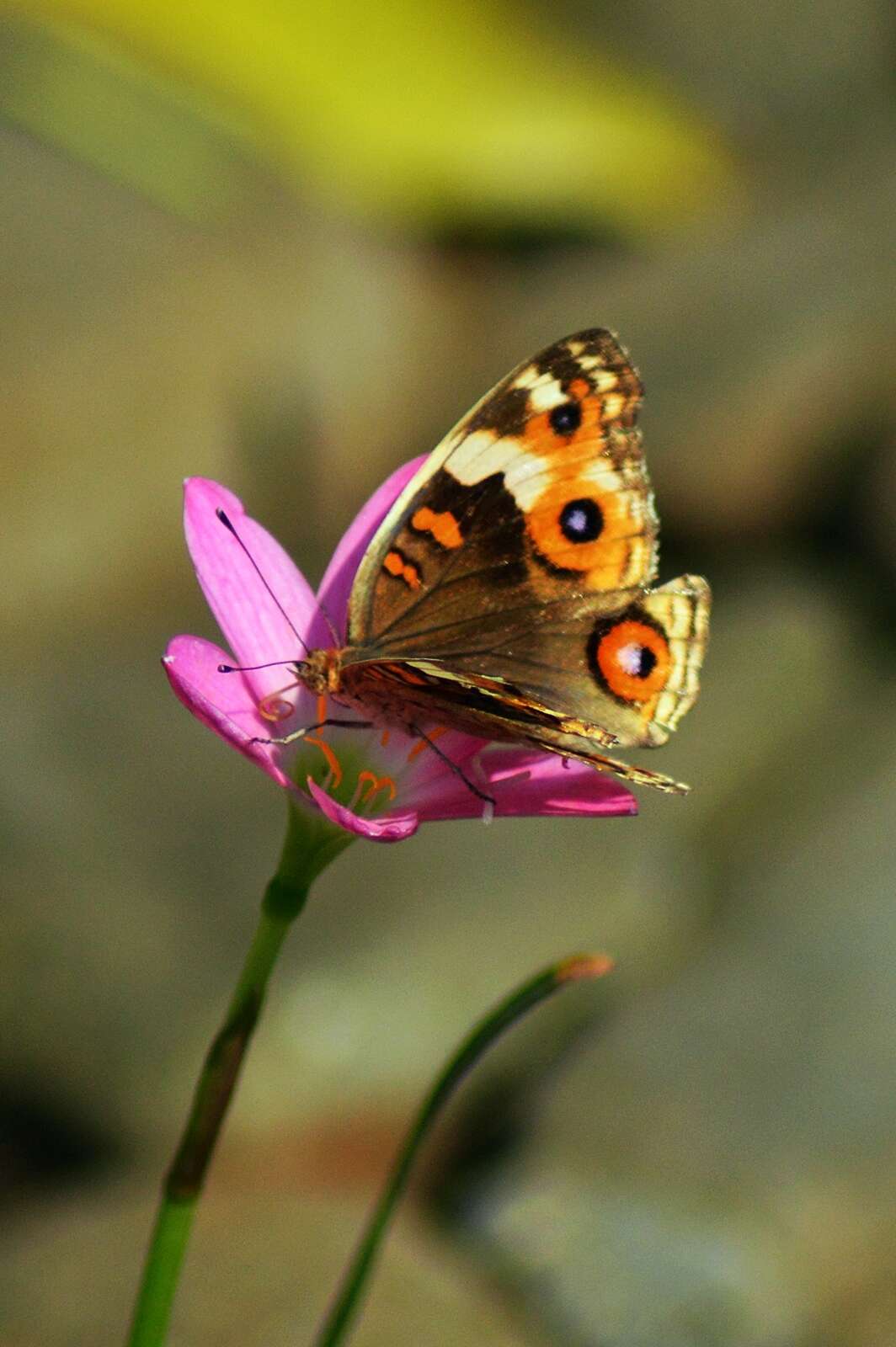 Слика од Junonia orithya minagara Fruhstorfer 1904