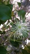 Image of Cucumber-bush