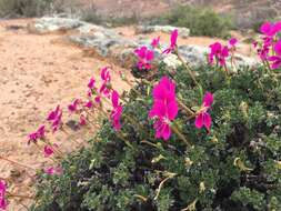 Image of Pelargonium sericifolium J. J. A. Van der Walt