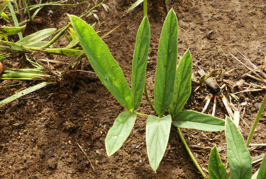 Image de Ophrestia oblongifolia (E. Mey.) H. M. L. Forbes