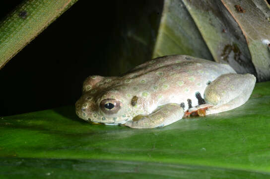 Image of Golden-eyed Reed Frog