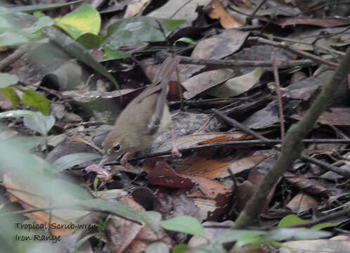 Image of Beccari's Scrubwren