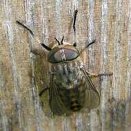 Image of Tabanus bromius Linnaeus 1758