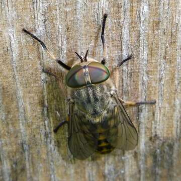 Image of Tabanus bromius Linnaeus 1758