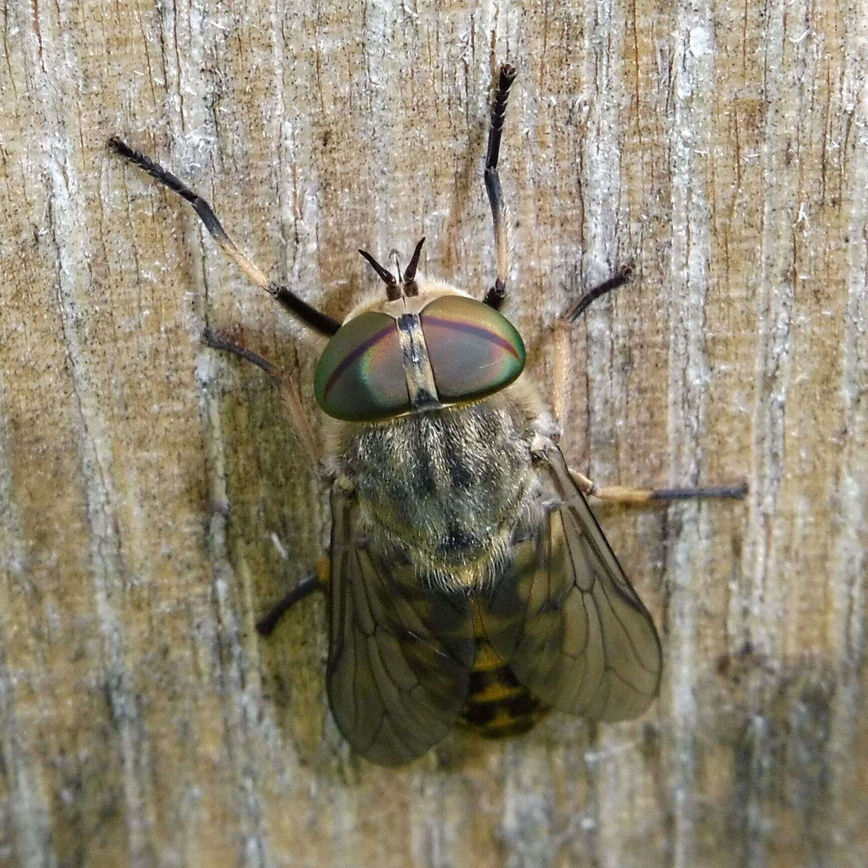 Image of Tabanus bromius Linnaeus 1758