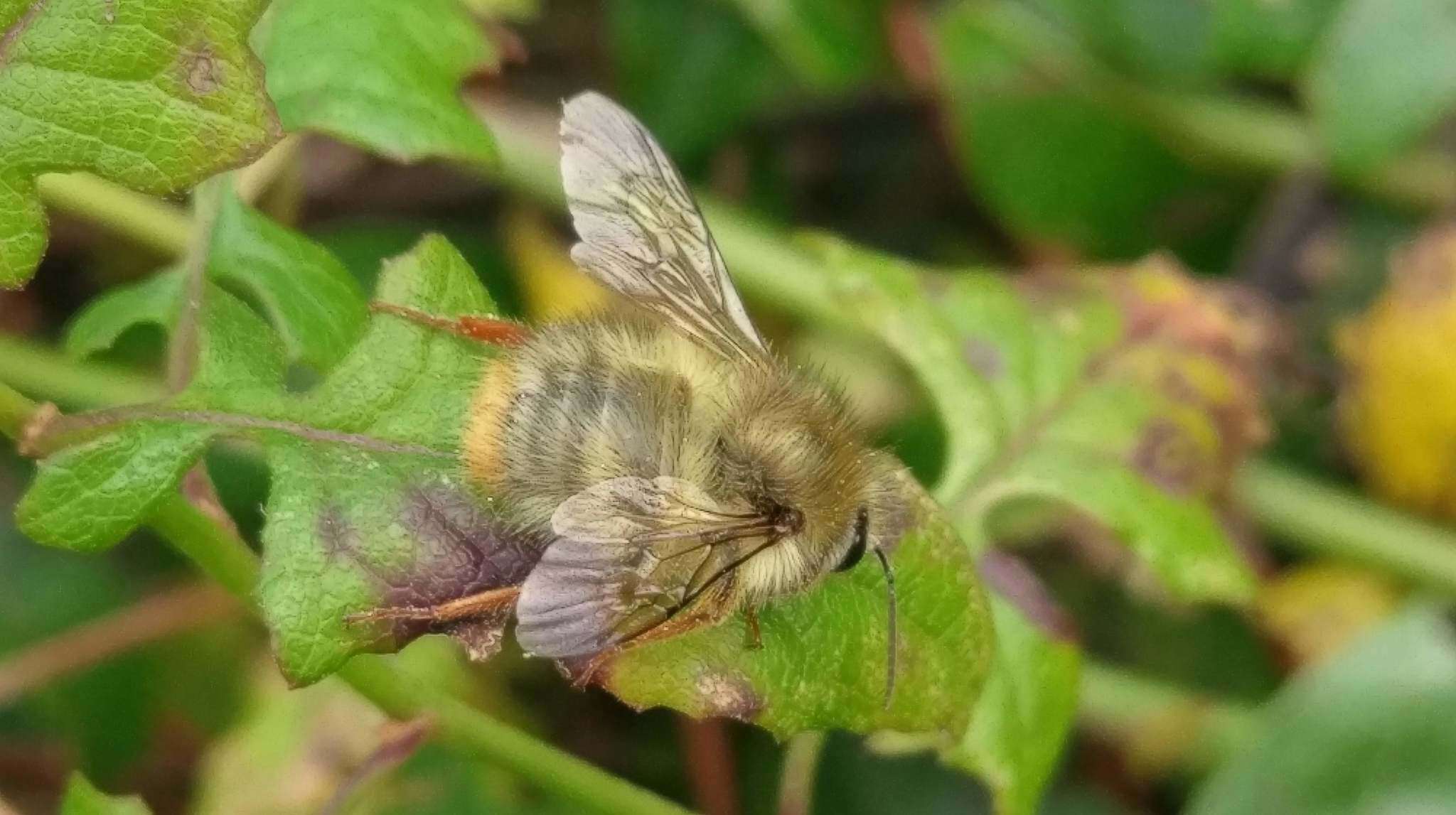 Plancia ëd Bombus sonani (Frison 1934)